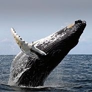 whale tours central coast